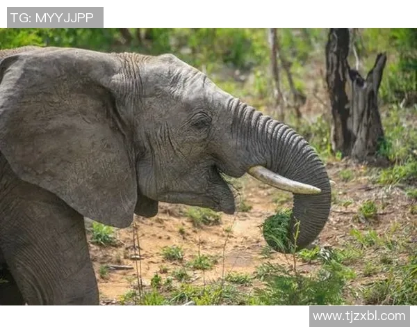 《足球场上，他们是球星的女粉丝；场外，她们是彼此的最强支持者与朋友》